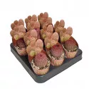 Kaktus (Echinocereus rigidissimus rubrispinus) u tegli Ø 6,5 cm