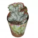 Kaktus White Ghost (Euphorbia lactea cristata) u tegli Ø 6,5 cm