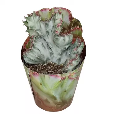 Kaktus White Ghost (Euphorbia lactea cristata) u tegli Ø 6,5 cm