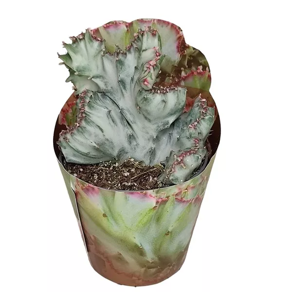 Kaktus White Ghost (Euphorbia lactea cristata) u tegli Ø 6,5 cm
