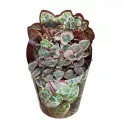 Lanac srca (Ceropegia woodii) u tegli Ø 6,5 cm