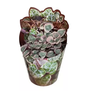 Lanac srca (Ceropegia woodii) u tegli Ø 6,5 cm