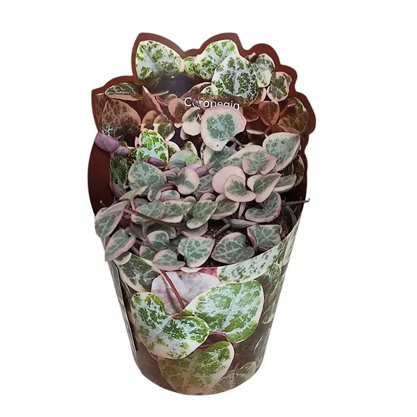 Lanac srca (Ceropegia woodii) u tegli Ø 6,5 cm