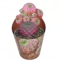 Kaktus (Sulcorebutia rauschii violacidermis) u tegli Ø 6,5 cm