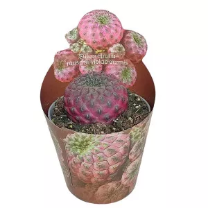 Kaktus (Sulcorebutia rauschii violacidermis) u tegli Ø 6,5 cm
