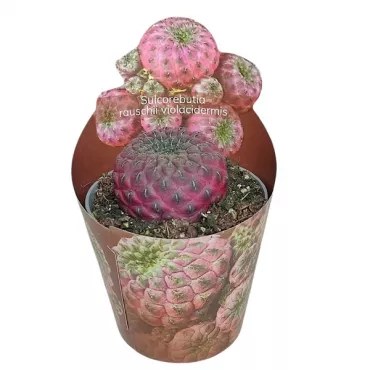 Kaktus (Sulcorebutia rauschii violacidermis) u tegli Ø 6,5 cm