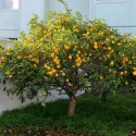 Limun (Citrus limon)