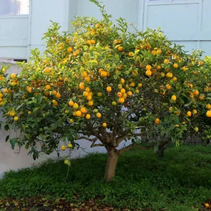 Limun (Citrus limon)