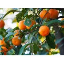 Mandarina (Citrus reticulata)