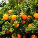 Gorka naranča (Citrus × aurantium)