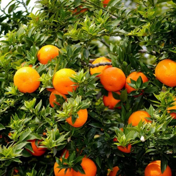 Gorka naranča (Citrus × aurantium)