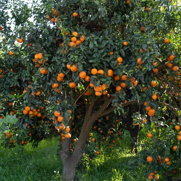 Klementina (Citrus × clementina)
