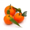 Klementina (Citrus × clementina)