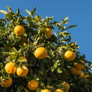 Grejp (Citrus × paradisi)