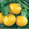 Grejp (Citrus × paradisi)