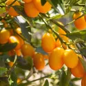 Kumkvat (Citrus japonica)