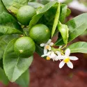 Limeta (Citrus × aurantiifolia)