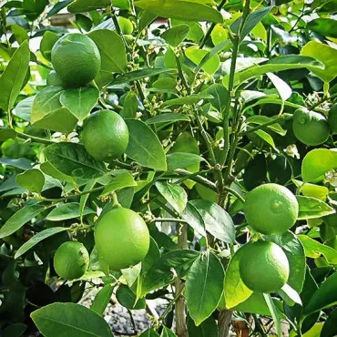 Limeta (Citrus × aurantiifolia)