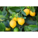 Limun (Citrus limon)