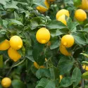 Limun (Citrus limon)