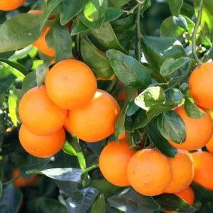 Mandarina (Citrus reticulata)