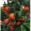 Crvena naranča (Citrus × sinensis Blood orange)