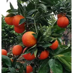 Crvena naranča (Citrus × sinensis Blood orange)