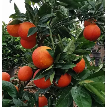 Crvena naranča (Citrus × sinensis Blood orange)