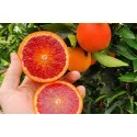 Crvena naranča (Citrus × sinensis Blood orange)