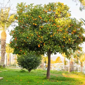 Naranča (Citrus sinensis)