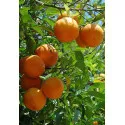 Naranča (Citrus sinensis)