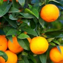 Naranča (Citrus sinensis)