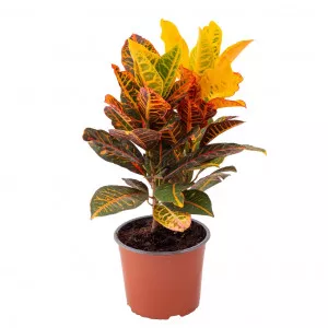 Kroton Jungle Jewel ®