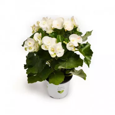 Begonia semperflorens Étoile Blanche, bijela ®