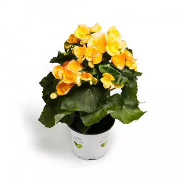 Begonia semperflorens Soleil d’Or, žuta ®