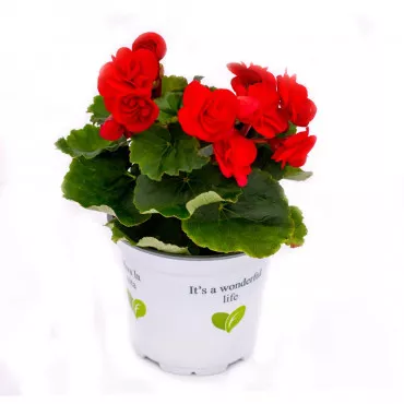 Begonia semperflorens Rouge Royale, crvena ®