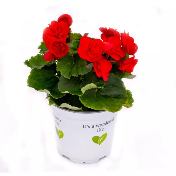 Begonia semperflorens Rouge Royale, crvena ®