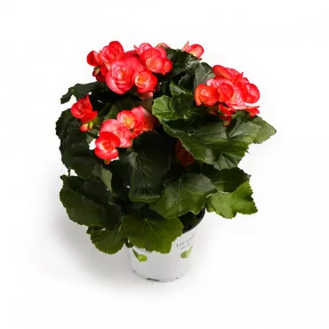 Begonia semperflorens Éclat Rosé, ružičasta ®