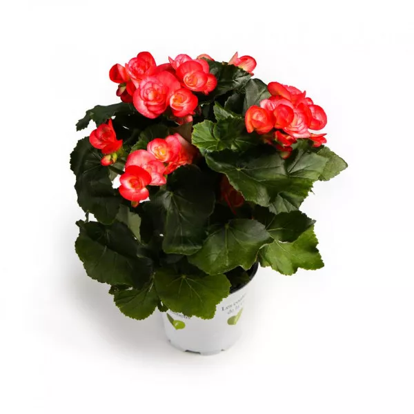 Begonia semperflorens Éclat Rosé, ružičasta ®
