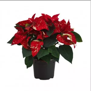 Božićna zvijezda (Poinsettia) Snowfire, crvena/žuta, tegla 14 cm ®