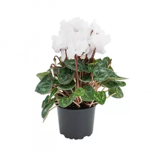 Ciklama Ivory Glow, bijela ®