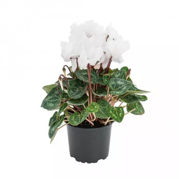 Ciklama Ivory Glow, bijela ®