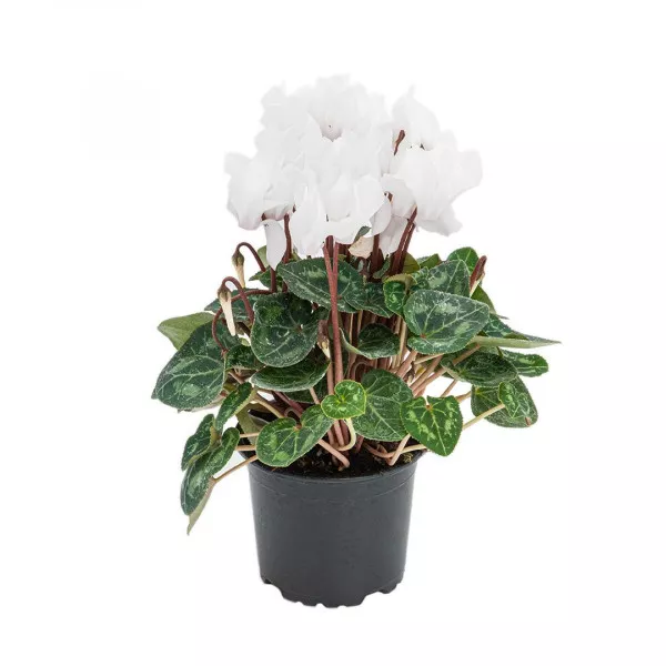 Ciklama Ivory Glow, bijela ®