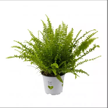 Zelena paprat Sevilla, tegla 12 cm ®