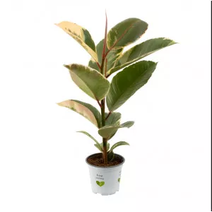 Fikus robusta, zelena Aqua, tegla 10.5 cm ®