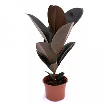 Fikus robusta, zelena Sevilla, tegla 10.5 cm ®