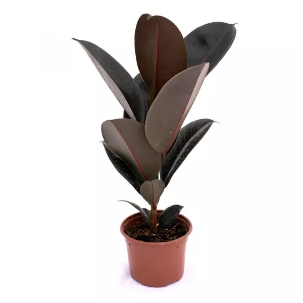 Fikus robusta, zelena Sevilla, tegla 10.5 cm ®