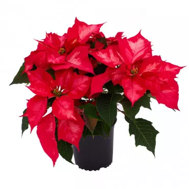 Božićna zvijezda (Poinsettia) Noël Rouge, crvena, tegla 12 cm ®
