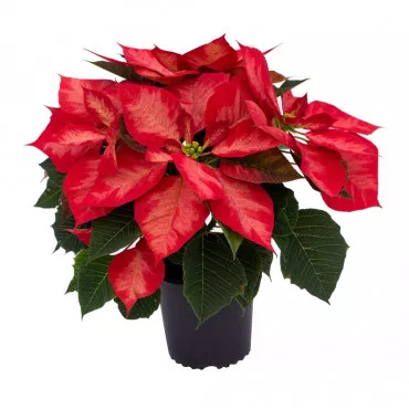 Božićna zvijezda (Poinsettia) Noël Rouge, crvena, tegla 14 cm ®