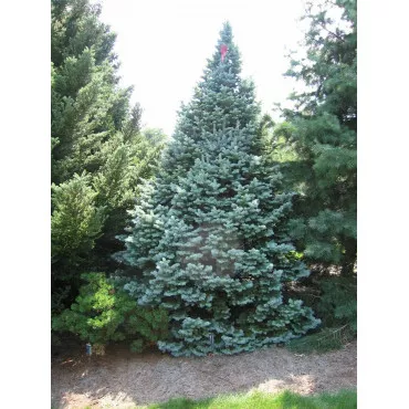 Jela lasiocarpa (Abies lasiocarpa arizonica) u tegli P6